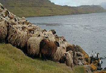42 - Kerguelen moutons le l'ile longue.JPG