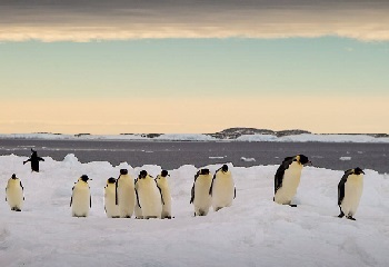 16 - Manchots de l'Antarctique 350 x 240.jpg