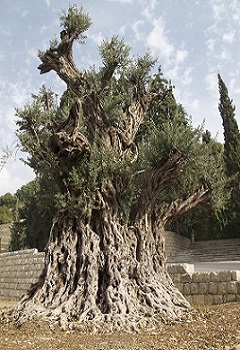 Un des plus vieux olivier du monde Liban 350 x 240.jpg