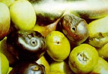 8 - olives_contaminées_après-sortie_de_la_mouche.jpg