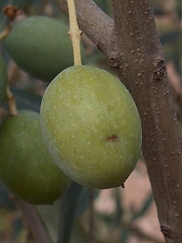 Olive piquée par une mouche.jpg