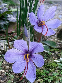 0 - Crocus sativus.JPG