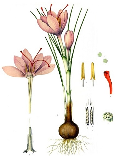 10 - Planche Botanique du Crocus sativus 400 x 400.jpg