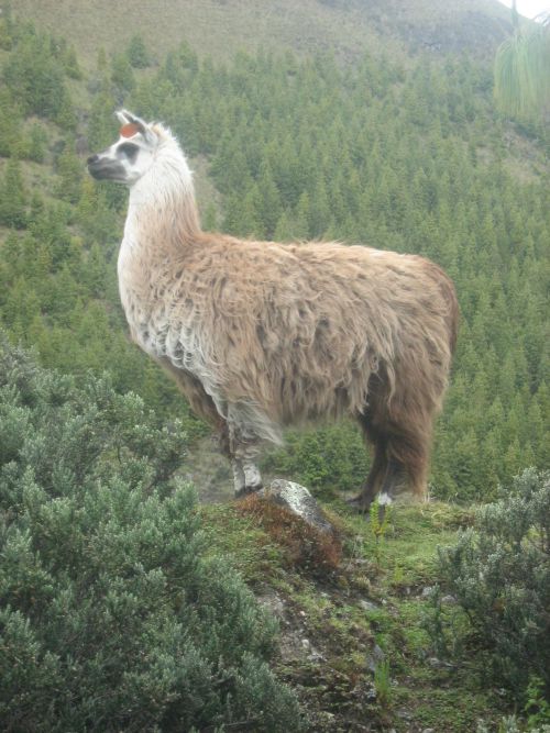 Certains lamas alpagas sont appréciés pour leur laine...