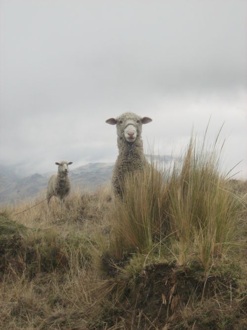 Des moutons aux laines trés fines et chaudes