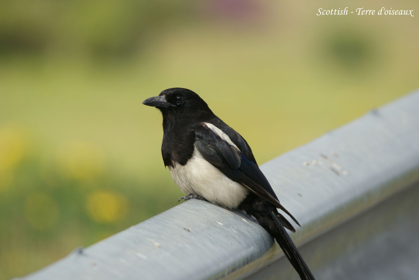 Pie Bavarde Terre Doiseaux