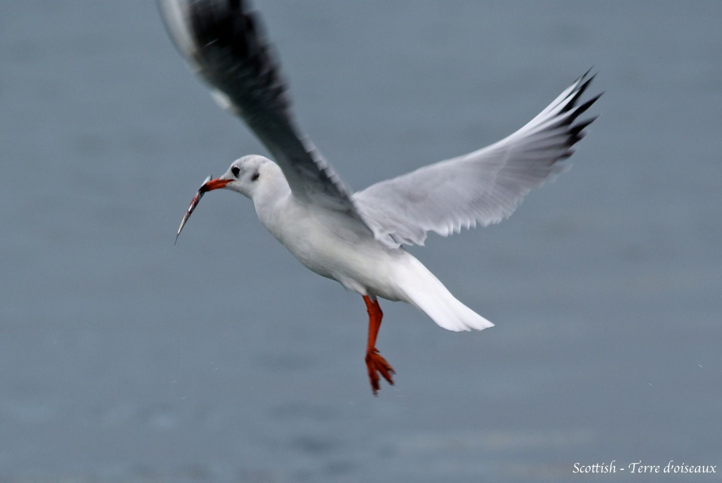 En Plein Vol Terre Doiseaux