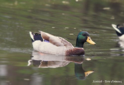 Canard colvert