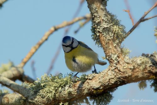 Mésange bleue