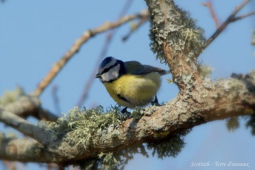 Mésange bleue