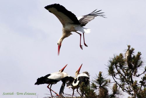 Cigogne blanche