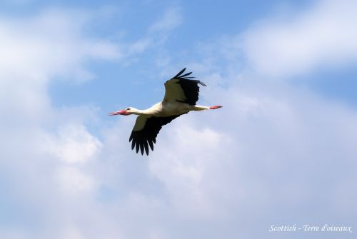 Cigogne blanche