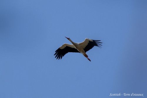 Cigogne blanche