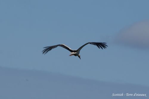 Cigogne blanche