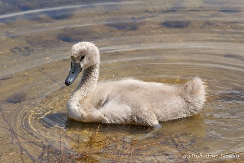 Cygne tuberculé jeune