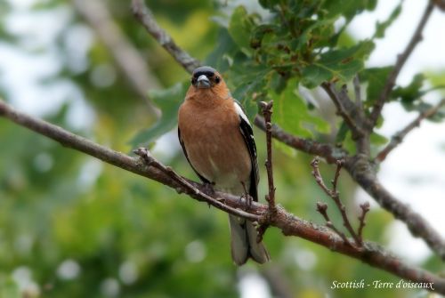 Pinson des arbres