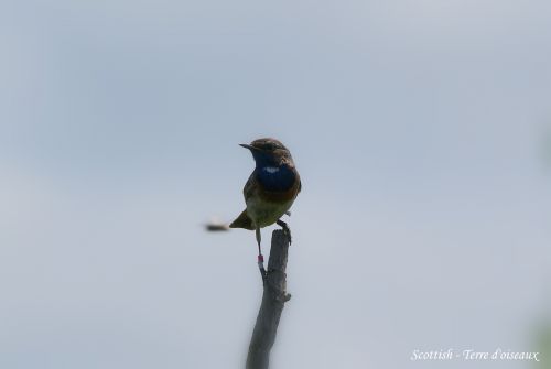 Gorgebleue à miroir