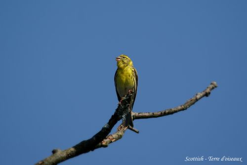 Serin cini