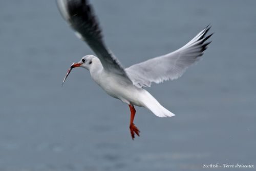 Mouette rieuse