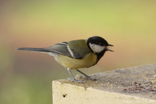 Mésange charbonnière