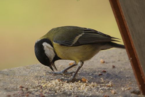 Mésange charbonnière