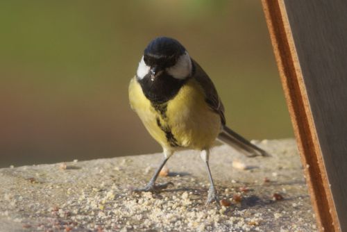 Mésange charbonnière