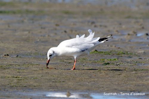 Mouette rieuse