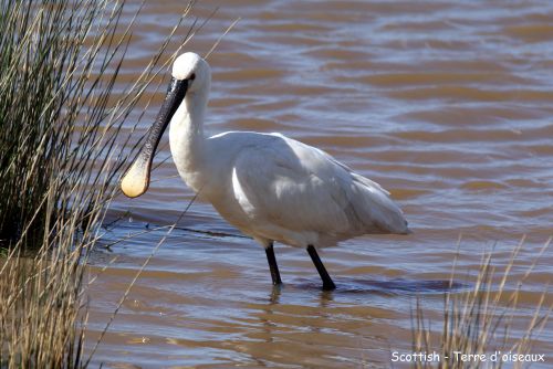 Spatule blanche