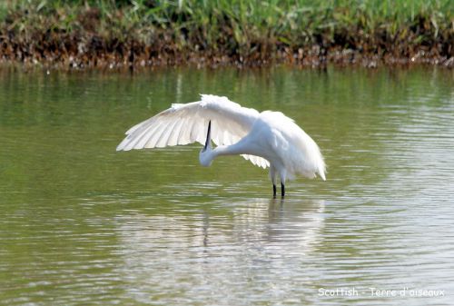 Aigrette garzette