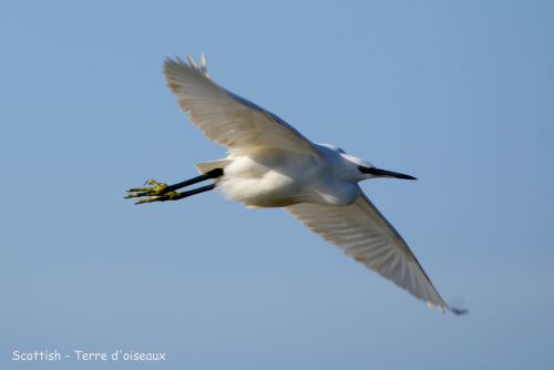 Aigrette garzette