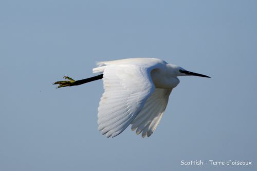 Aigrette garzette