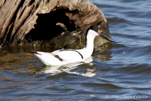 Avocette élégante