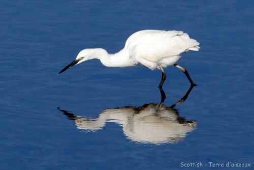 Aigrette garzette