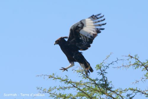 Aigle huppard