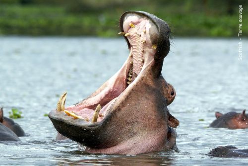 Hippopotame