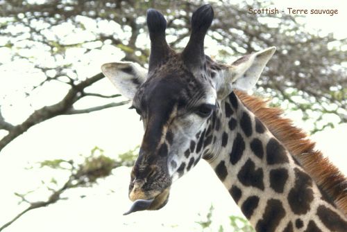 Girafe