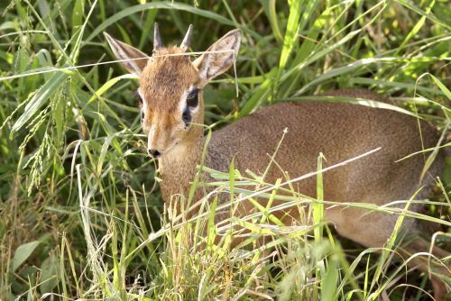 Dik-dik