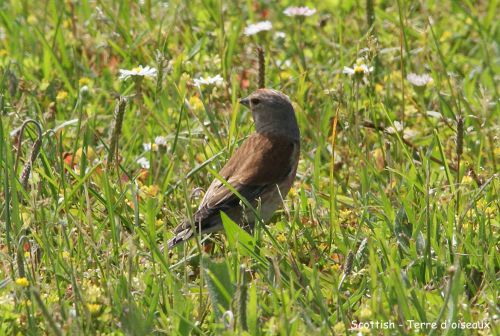 Linotte mélodieuse