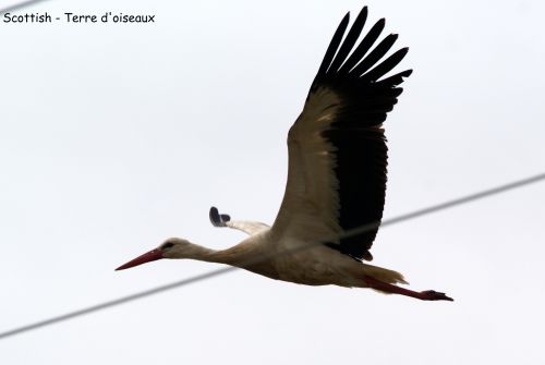 Cigogne blanche