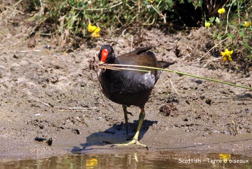 Gallinule poule d'eau