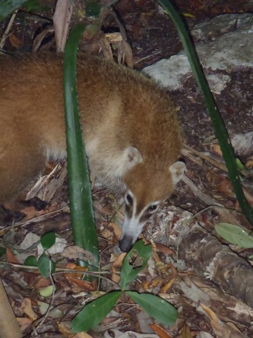 Coati à nez blanc