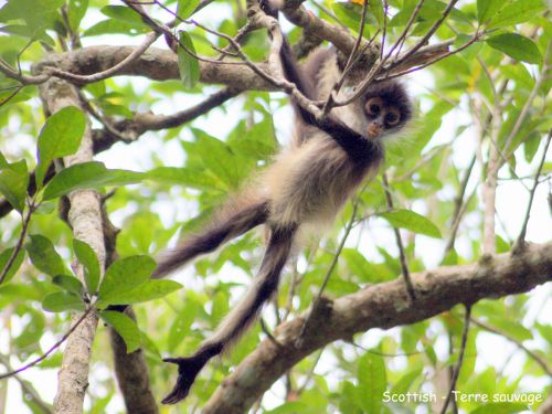 Singe araignée