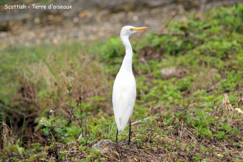 Aigrette grande