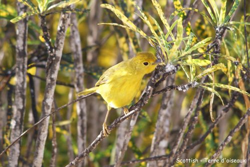 Paruline jaune