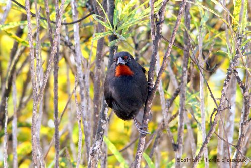 Sporophile rougegorge