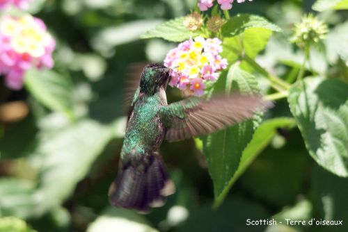 Colibri falle-vert