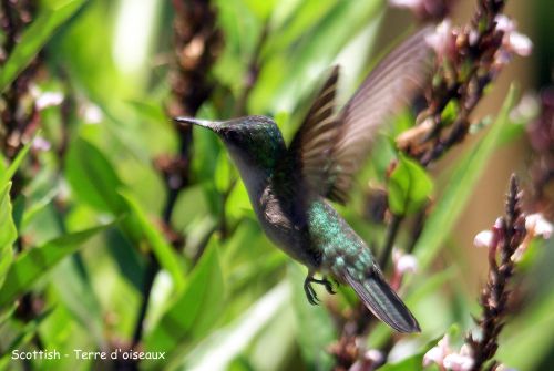 Colibri falle-vert