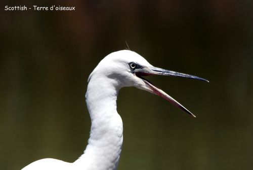 Aigrette garzette