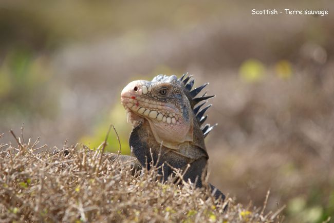 Iguane vert