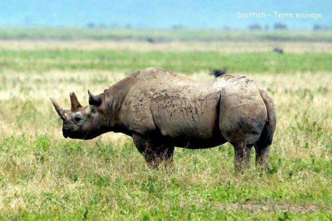 Rhinocéros noir (Kenya)